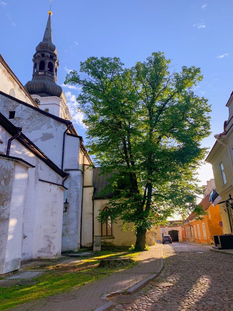 Tallinn church and tree in afternoon light